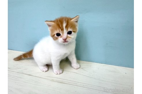 販売中の埼玉県のマンチカン-116409の4枚目